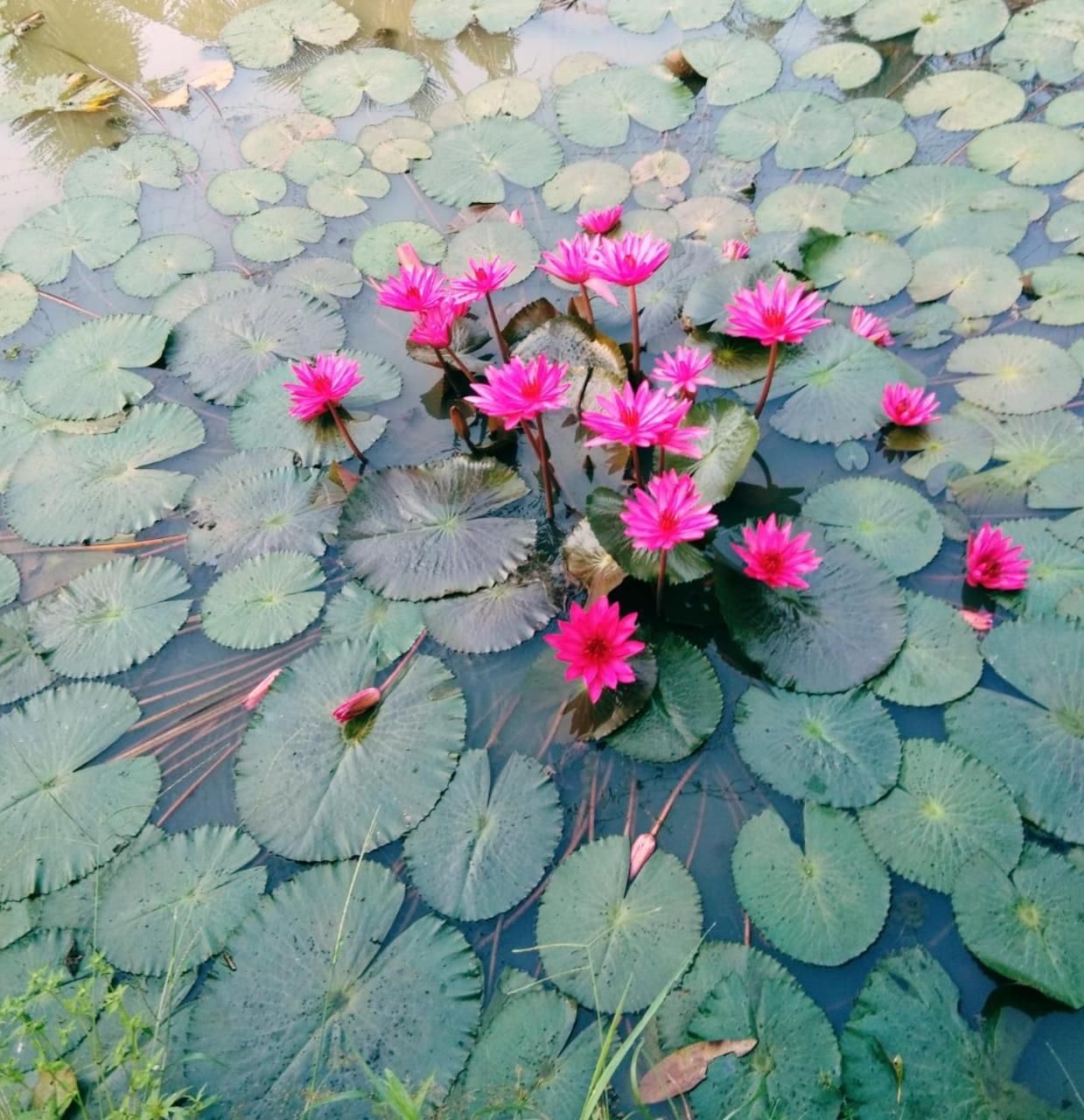 Thomman'S Farm Stay Kottayam Bagian luar foto